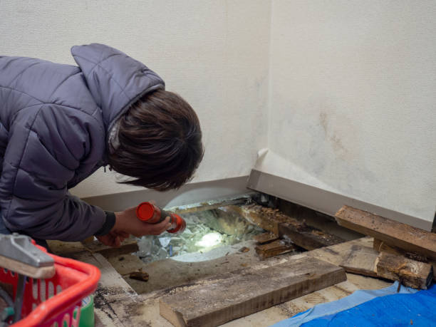 Best Dehumidification Services  in Rogers City, MI