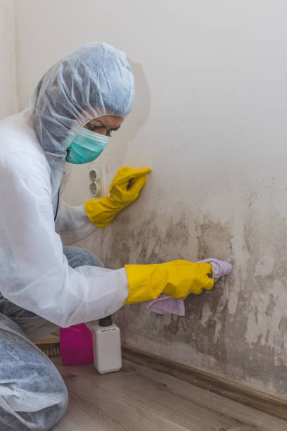Best Real Estate Mold Inspection  in Rogers City, MI