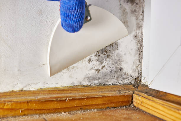 Mold Removal for HVAC Installations in Rogers City, MI